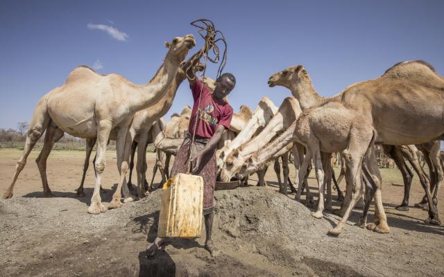 Man fetching water from borehole for camels.